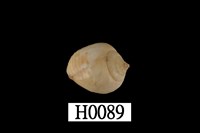 藏品(球麥螺)的圖片